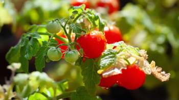 Vibrant red tomatoes and small green ones growing on a leafy vine, glistening with dew in sunlight.