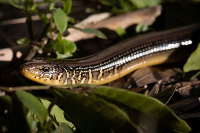 A legless lizard.
