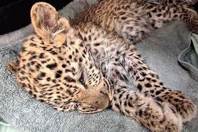 A sleeping leopard cub resting on a soft surface.