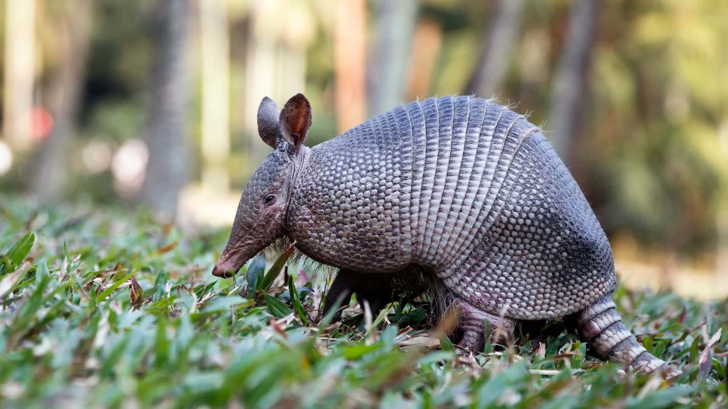 An armadillo forages on the grass.