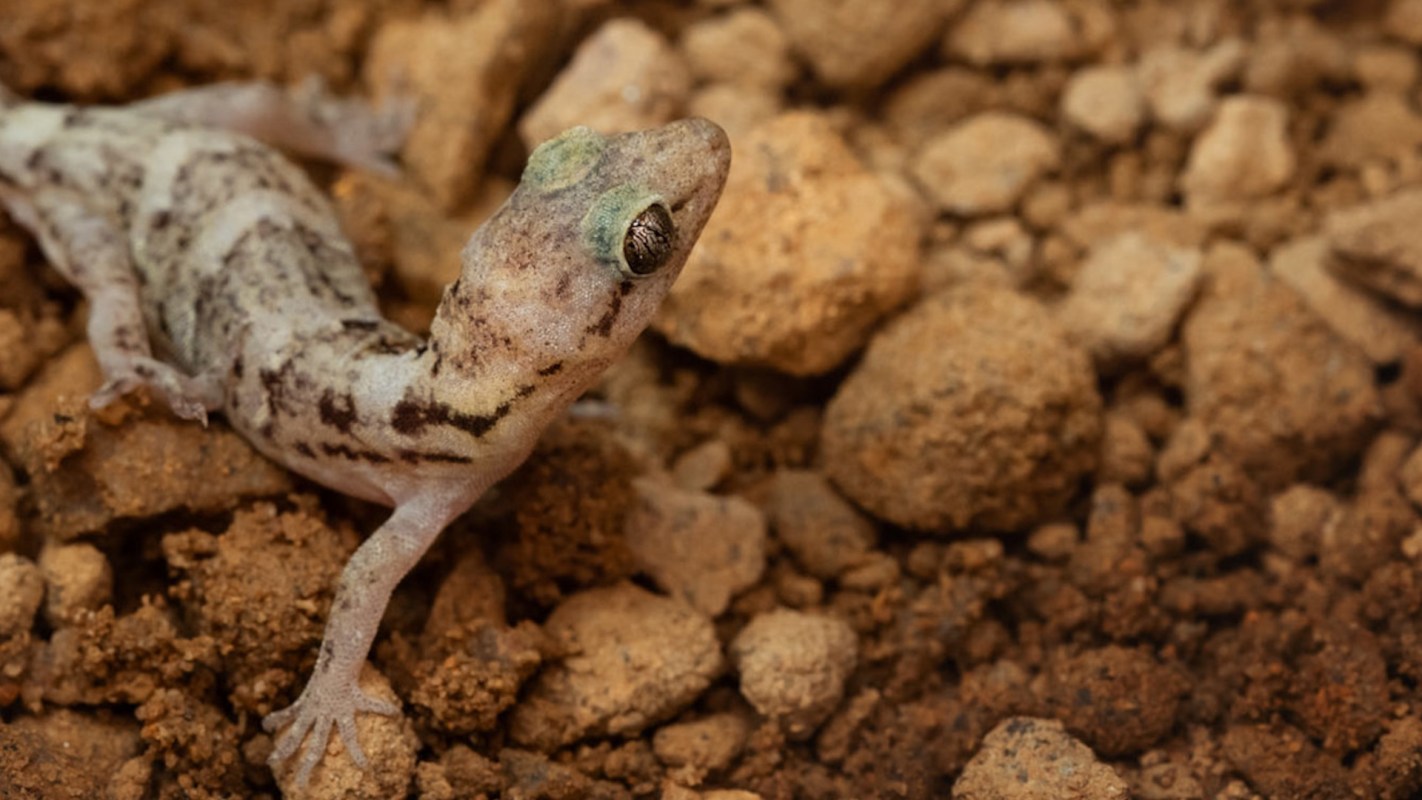 mauritian gecko
