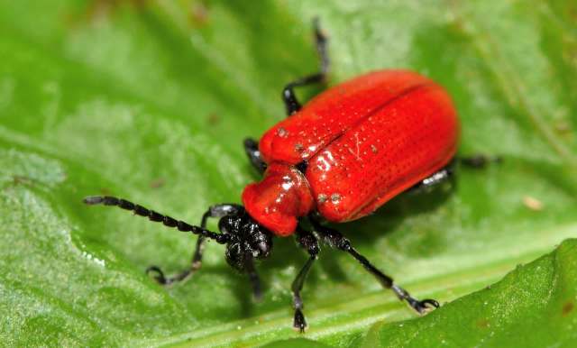 A close-up of a bright red beetle with black legs resting on a green leaf.