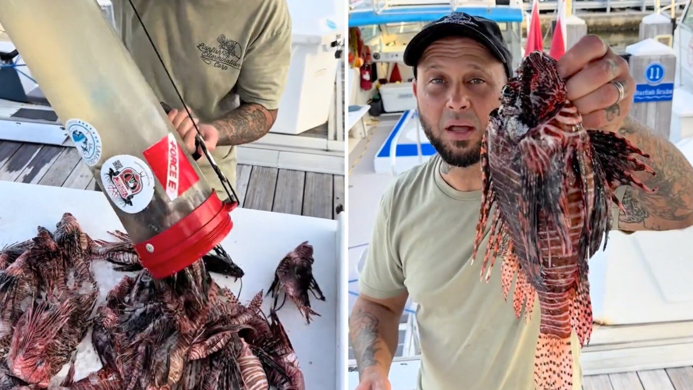 A man dumping lionfish onto a table and showcasing a large one for the camera.
