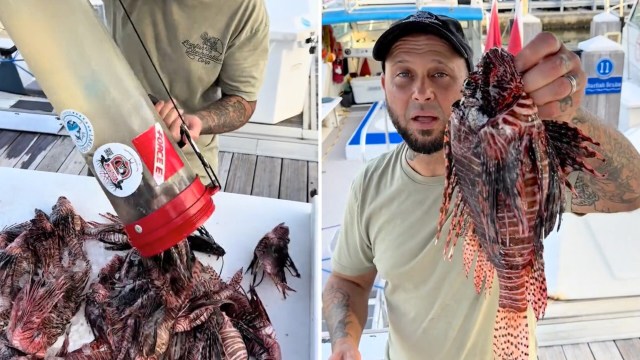 A man dumping lionfish onto a table and showcasing a large one for the camera.