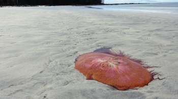 A large, pink jellyfish lies on a sandy beach with calm water in the background.