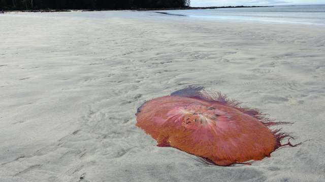 A large, pink jellyfish lies on a sandy beach with calm water in the background.