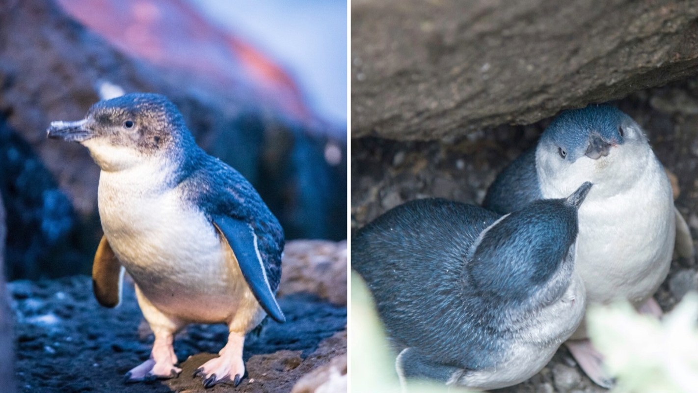 Little blue penguins, one on a rock and another pair nestled underneath a stone.