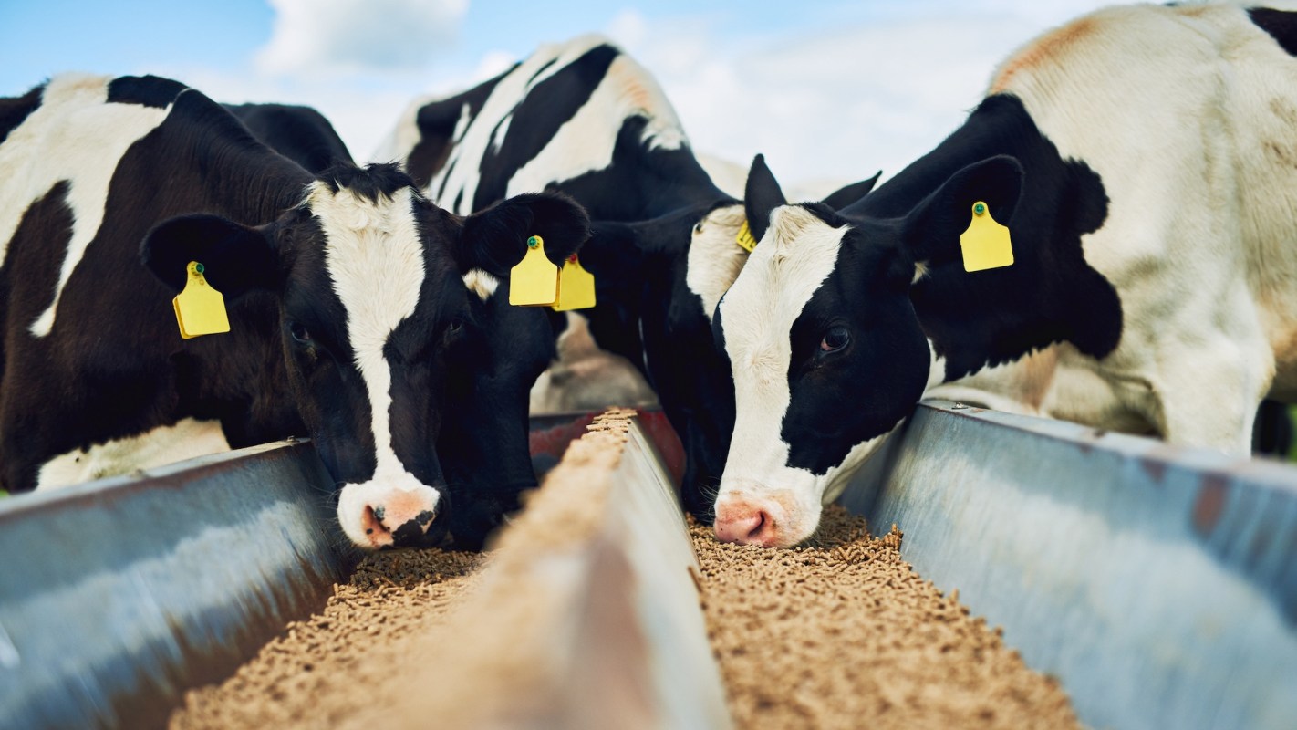Three cows with yellow ear tags eat from a trough filled with feed.