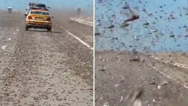 A locust swarm on a highway.