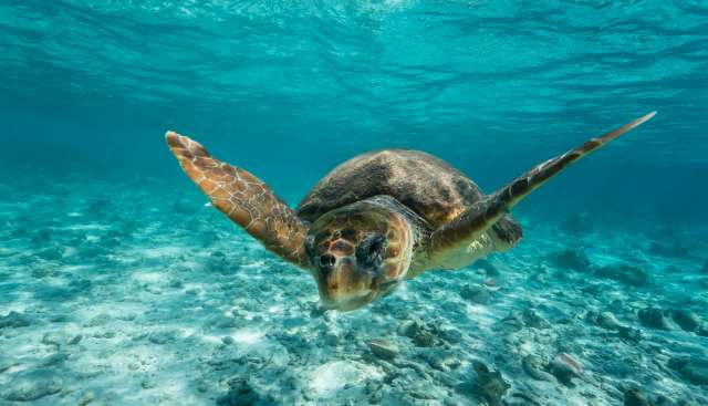 A sea turtle swimming underwater with a vibrant blue background and a sandy ocean floor.