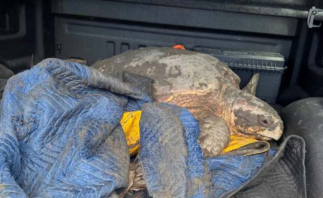 A large turtle on a blanket inside a vehicle.