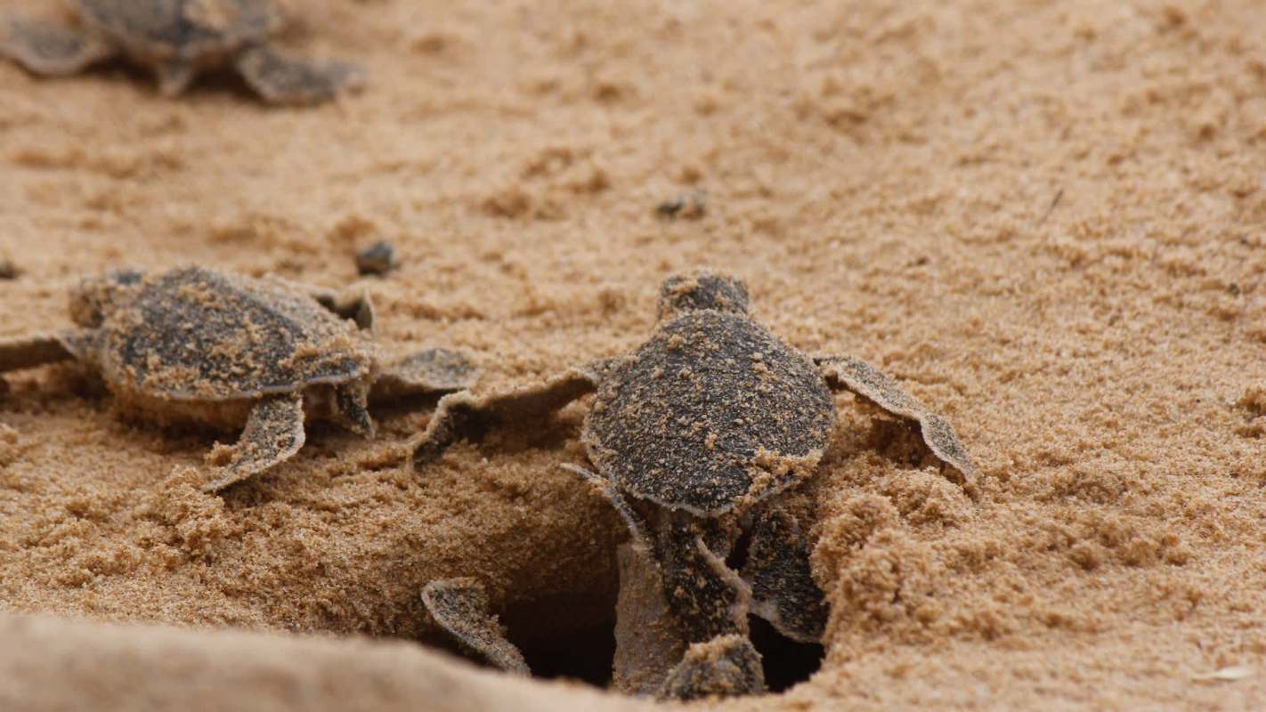 Multiple tiny sea turtles crawl across a sandy beach, emerging from their nest.