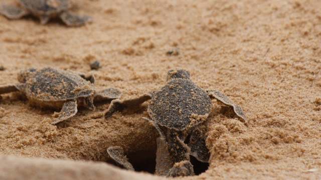 Multiple tiny sea turtles crawl across a sandy beach, emerging from their nest.