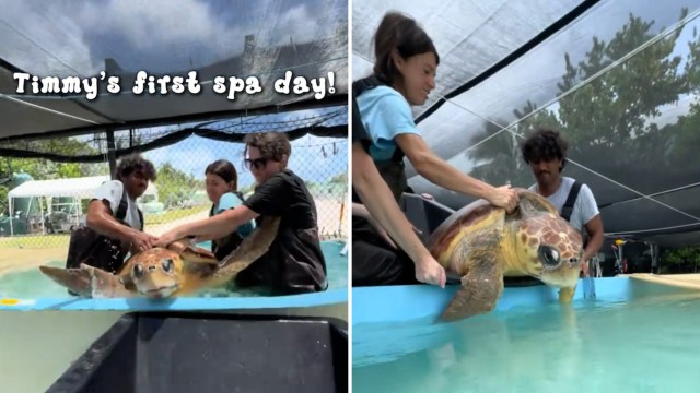 People caring for a turtle in a pool.