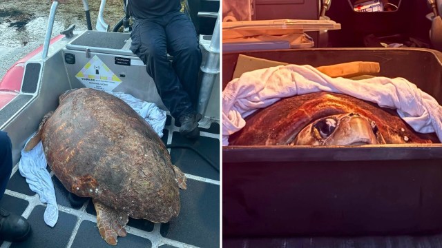 A large sea turtle resting on a boat, covered with towels, alongside a person sitting nearby.