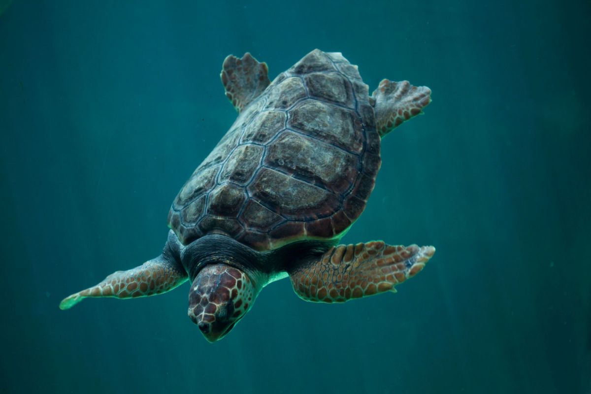 A loggerhead sea turtle swimming in the ocean.