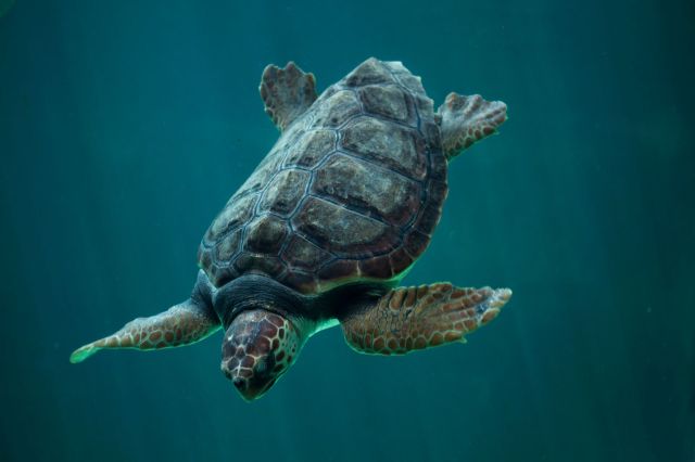 A loggerhead sea turtle swimming in the ocean.