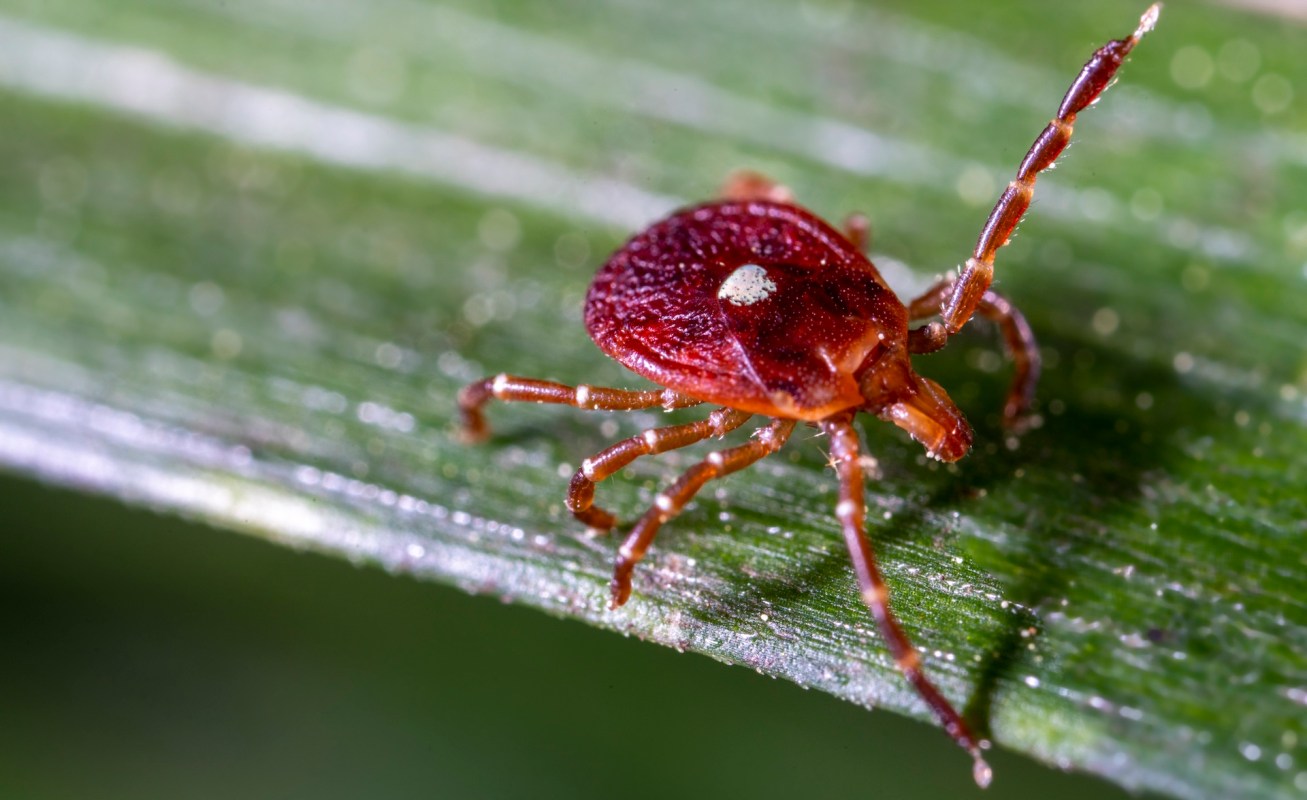 A lone star tick.