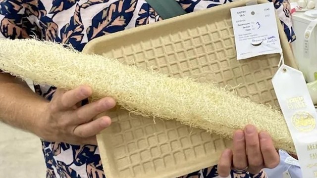 A person holds a long, fibrous vegetable next to a textured tray and a ribbon indicating an award.