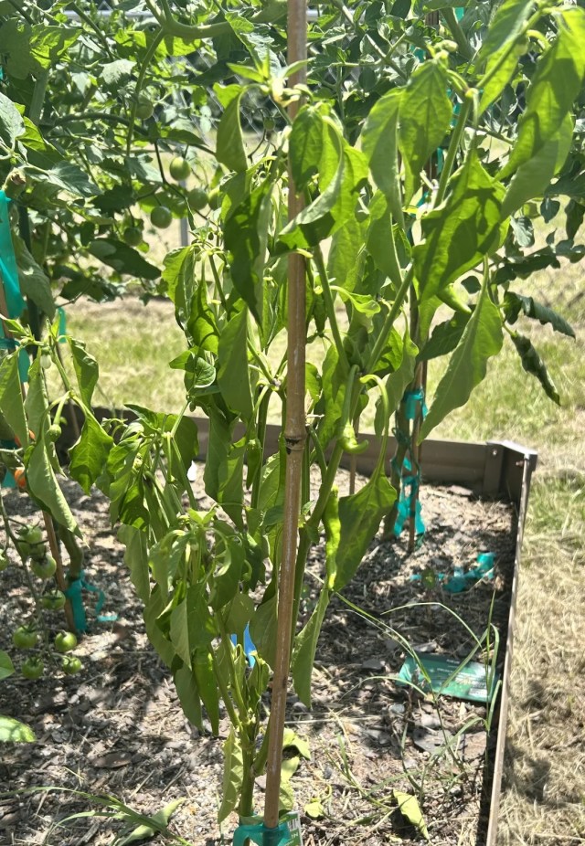 A young pepper plant secured with a stake.
