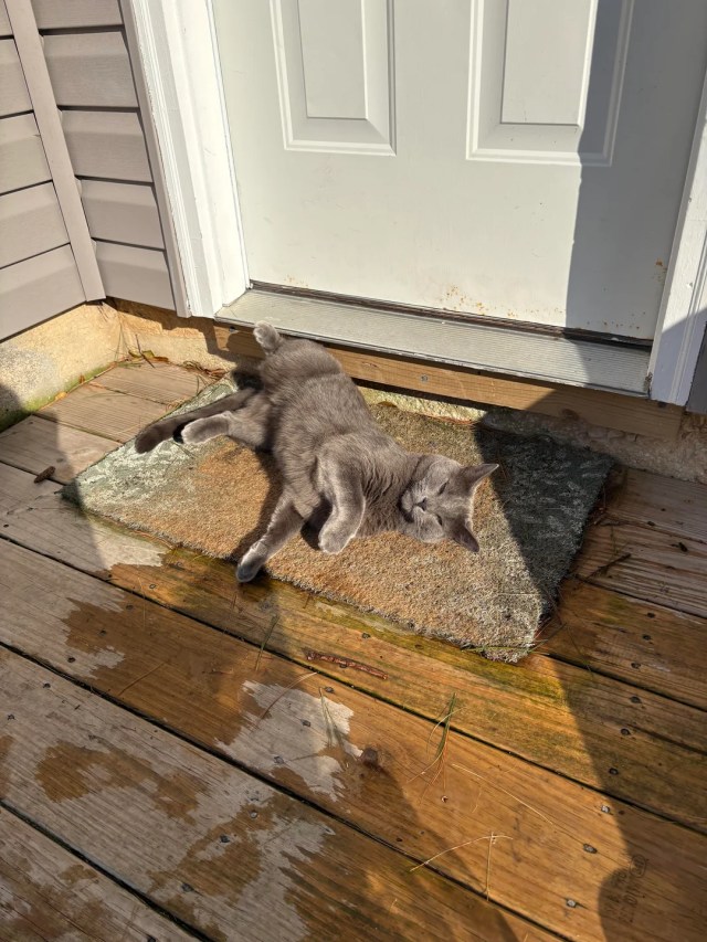 A cat lounging outside on a doormat.