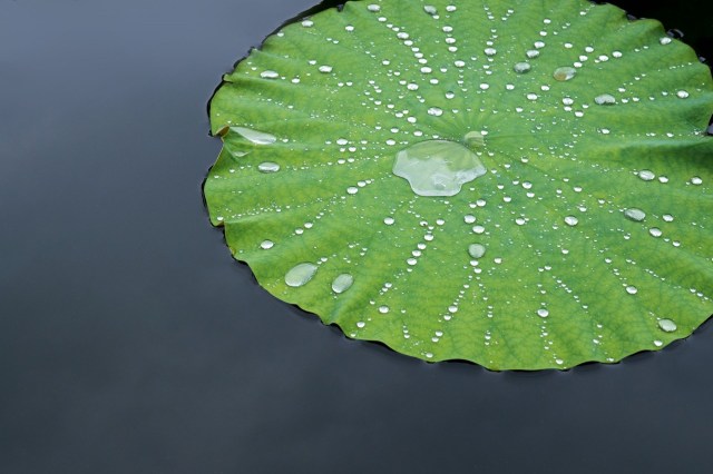 A lotus leaf floating on water.