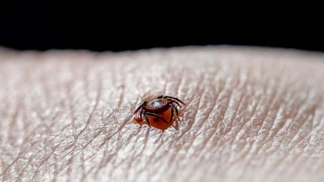 A close-up of a small tick embedded in the skin of a person.