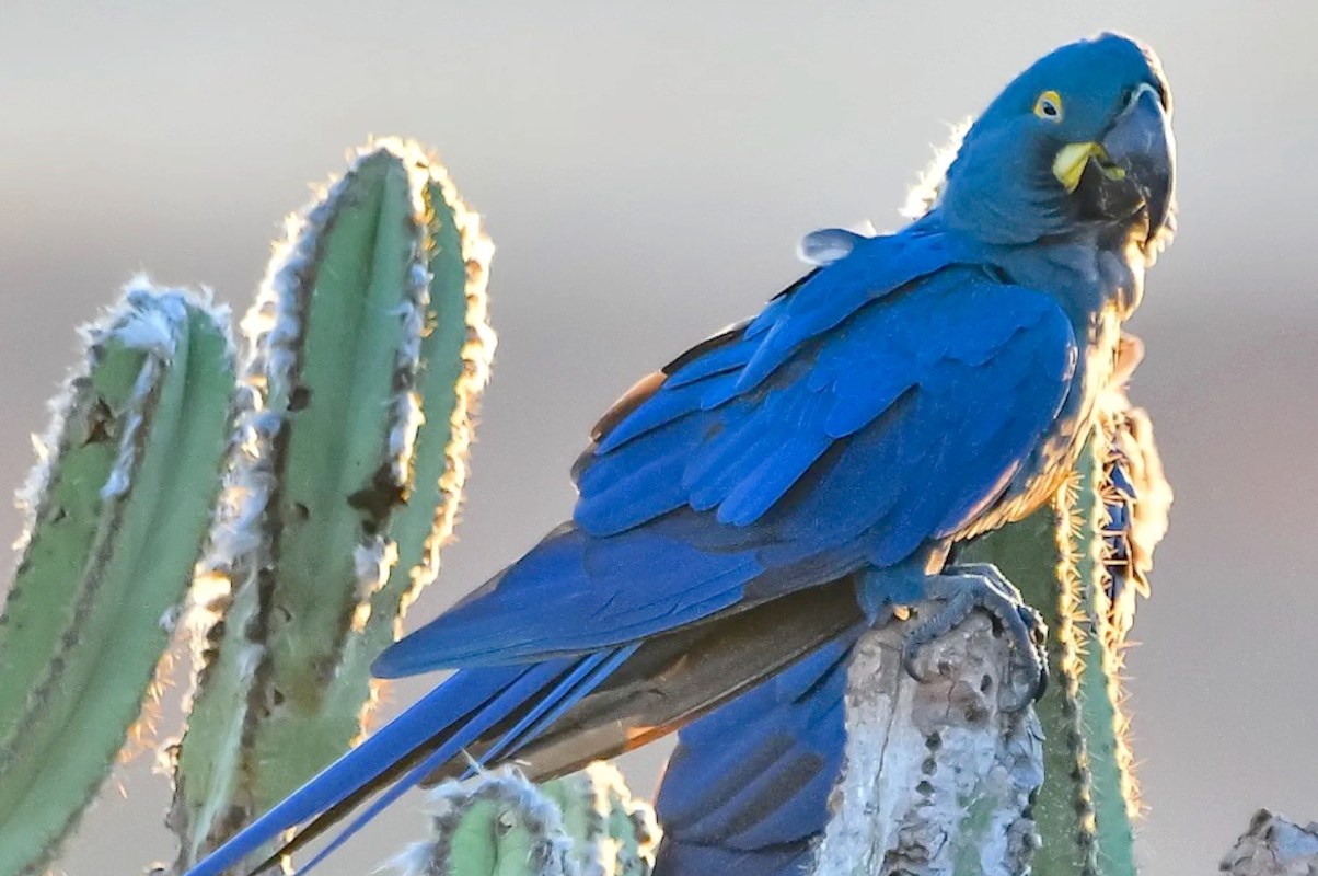 A vibrant blue macaw perched on a cactus with soft sunlight highlighting its feathers.