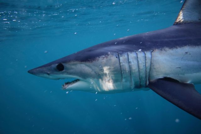 A mako shark.
