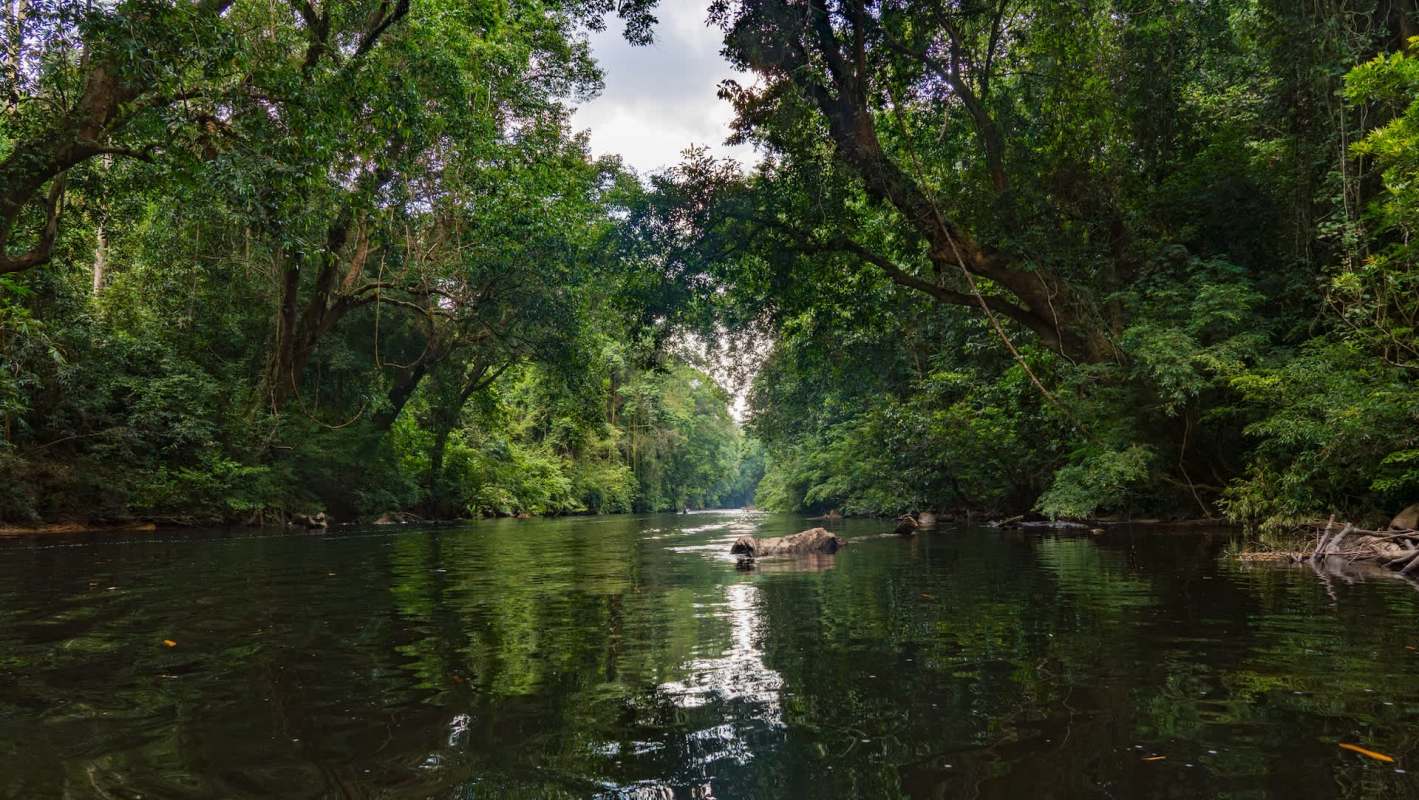 A tranquil river surrounded by dense greenery and trees, reflecting the peaceful environment.