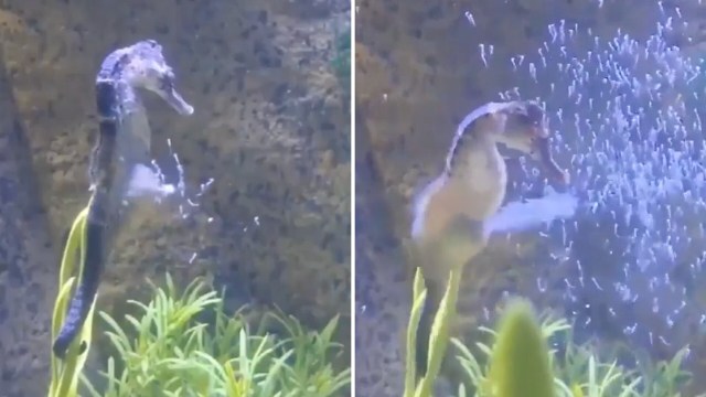 A seahorse giving birth.