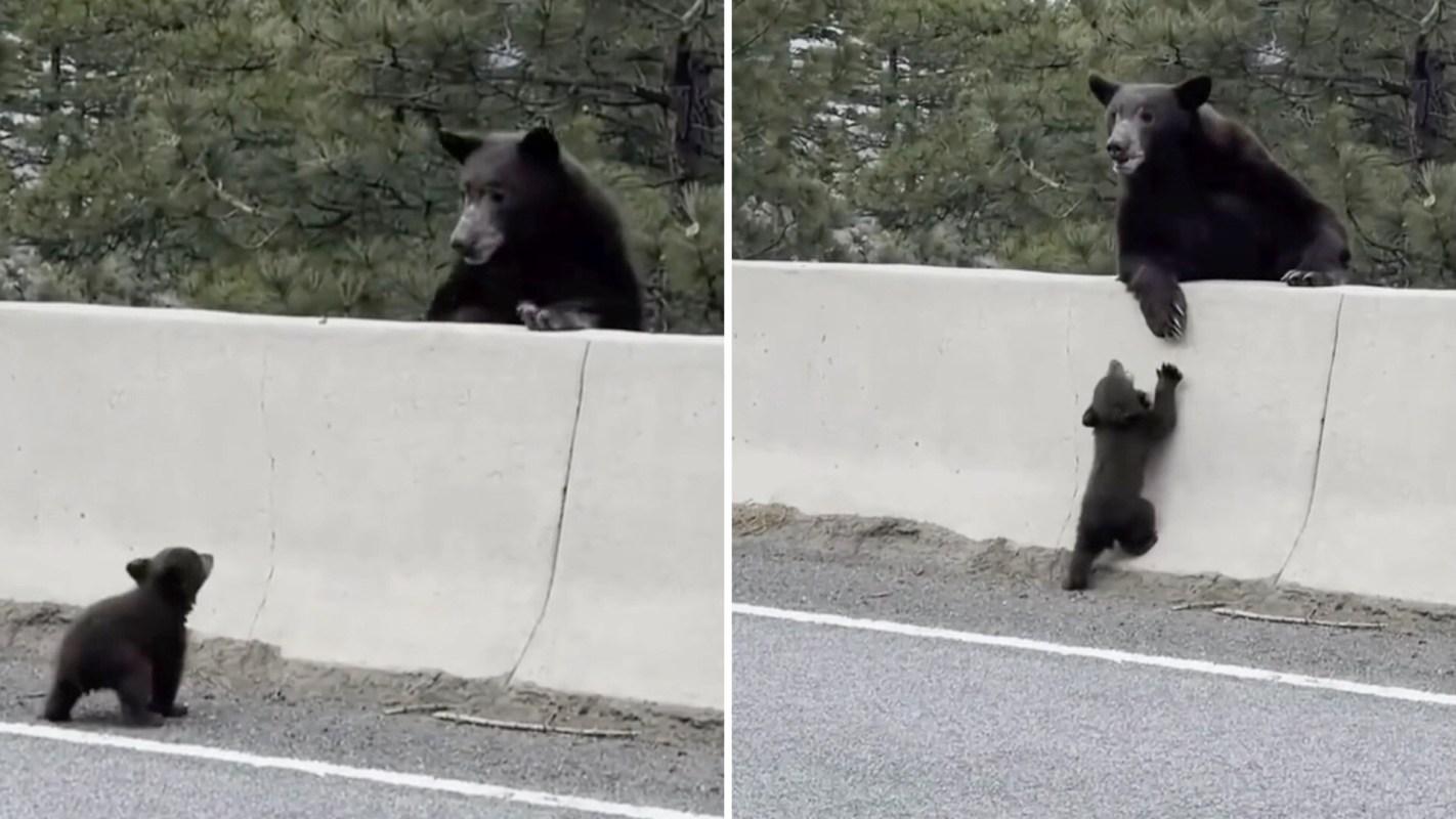 A mother bear watches as her cub attempts to climb over a concrete barrier.