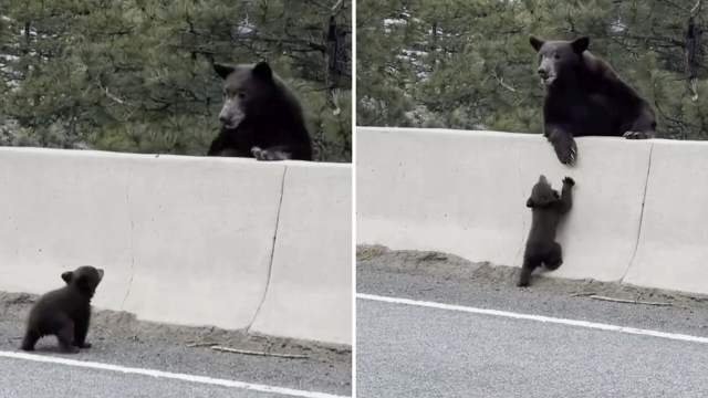 A mother bear watches as her cub attempts to climb over a concrete barrier.