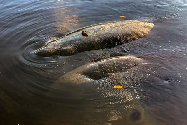 Two manatees partially submerged in water.