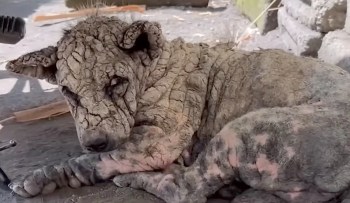 A close-up of a dog with a textured, cracked skin resembling a sculpture, lying on the ground.
