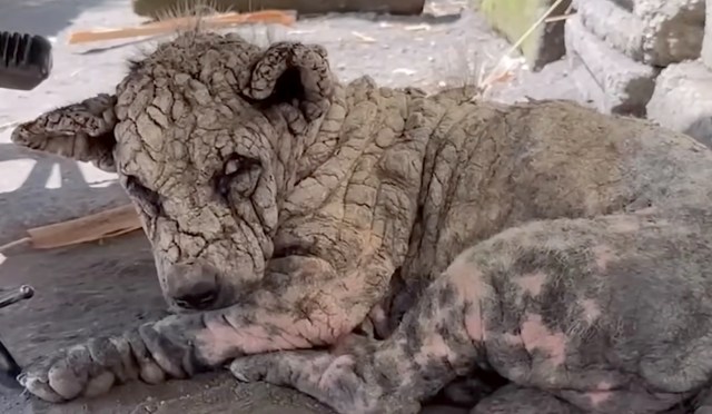 A close-up of a dog with a textured, cracked skin resembling a sculpture, lying on the ground.