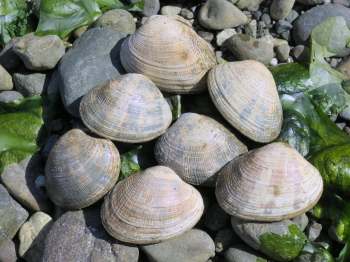 Seven clams resting on smooth stones, surrounded by seaweed and pebbles.