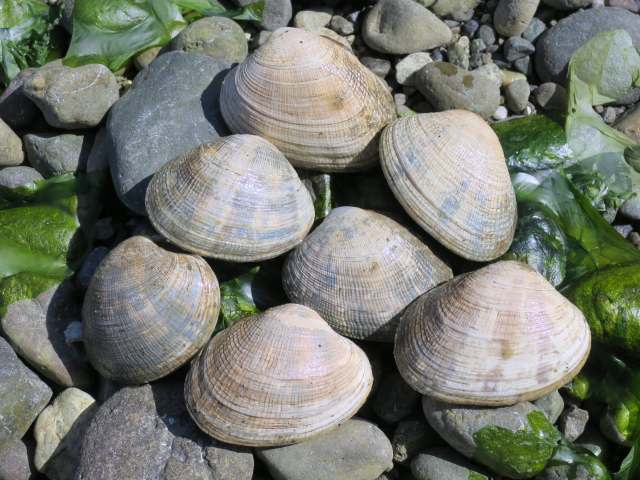 Seven clams resting on smooth stones, surrounded by seaweed and pebbles.