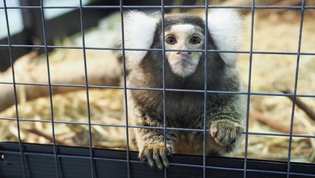 A small monkey with fluffy white ears peers through a metal cage, surrounded by straw and branches.