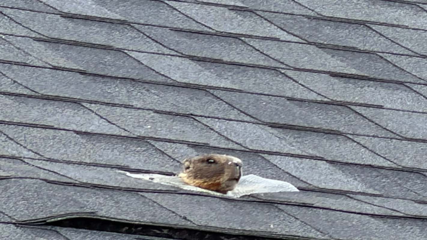 A brown marmot's head pokes out from a gap in a gray shingle roof.
