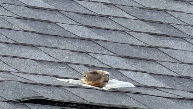 A brown marmot's head pokes out from a gap in a gray shingle roof.