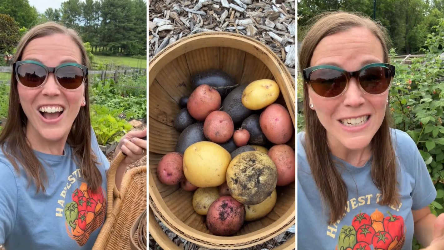 A person holding a basket of potatoes.