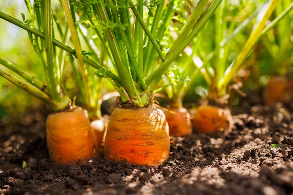 Fresh orange carrots with green tops growing in dark soil under sunlight.