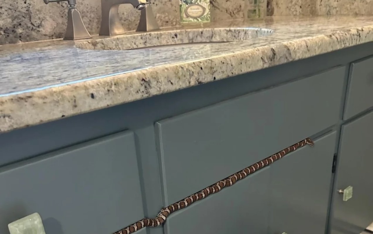 A small snake is curled along the edge of a blue cabinet under a granite countertop with a sink.