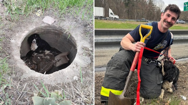 A dog in a storm drain and with the firefighter who rescued it.
