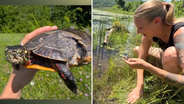 A turtle with a fractured shell and a turtle rescuer.