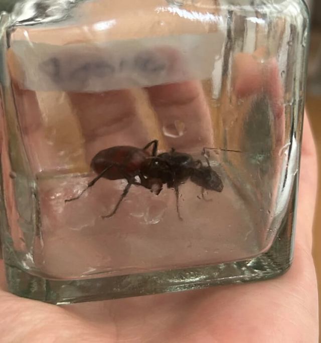 An ant in a glass container.
