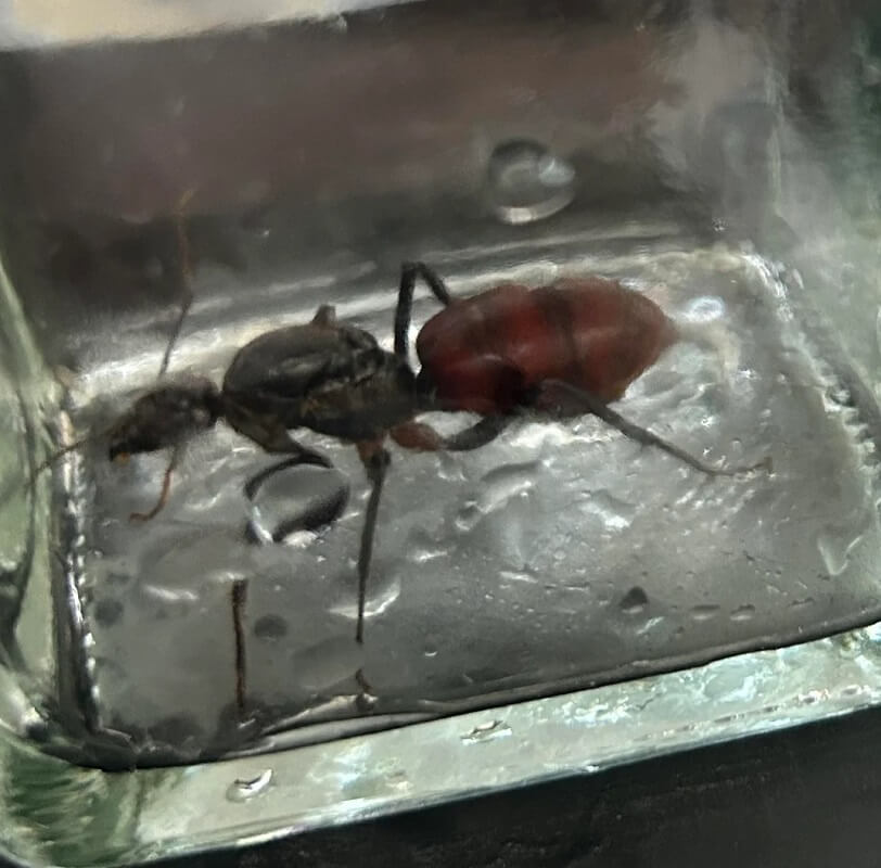 Singapore homeowner finds 1-3/8