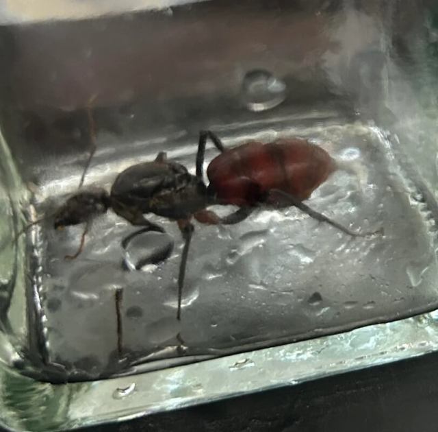 An ant in a glass container.