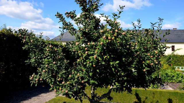 A medlar tree with pink fruit.